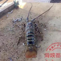 Trung Quốc: Bắt được tôm hùm khổng lồ dài 1,5m, cực kỳ quý hiếm