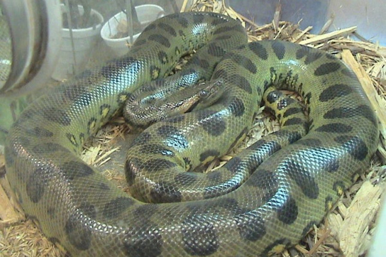 Trăn Anaconda có thực sự ăn thịt người như trên phim không?