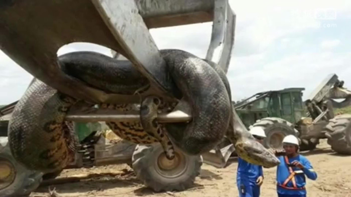 Trăn Anaconda có thực sự ăn thịt người như trên phim không?