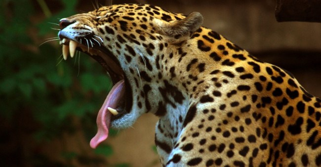 Hai "hung thần Amazon" khiến trăn Anacoda phải dè chừng