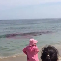 Video: Cá mập xé xác hải cẩu cạnh bờ biển