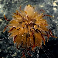 Video: Sinh vật giống hoa bồ công anh dưới đáy biển sâu