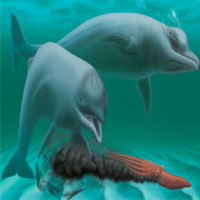 Bí ẩn về loài cá heo "mini" không răng sống cách đây 30 triệu năm