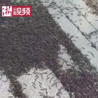 Thảm sâu cuốn chiếu dài 200m phủ đen kịt ga tàu Trung Quốc