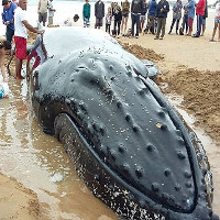 Giải cứu cá voi lưng gù 7 tấn mắc cạn trên bãi biển Brazil