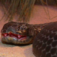 Loài rắn độc đến mức 10 triệu năm không cần tiến hóa
