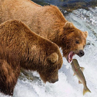 Biến đổi khí hậu khiến gấu xám chê cá hồi, chuyển sang ăn quả