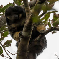 Một trong những loài vật bí ẩn nhất rừng Amazon lần đầu tiên được "lên ảnh"