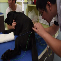 Chó mèo bị liệt được châm cứu điện ở Trung Quốc
