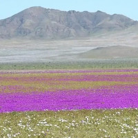 Sa mạc khô cằn nhất thế giới biến thành biển hoa muôn màu