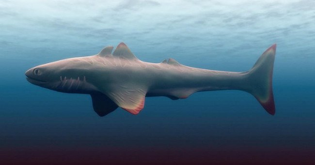 Không phải Megalodon, đây mới là kẻ đầu tiên "thống trị" đại dương
