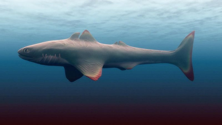 Không phải Megalodon, đây mới là kẻ đầu tiên 