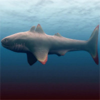 Không phải Megalodon, đây mới là kẻ đầu tiên "thống trị" đại dương