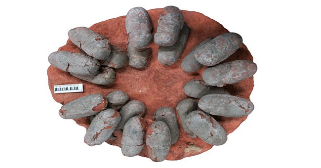 Trứng khủng long bay sống cách đây 66 triệu năm có màu gì?