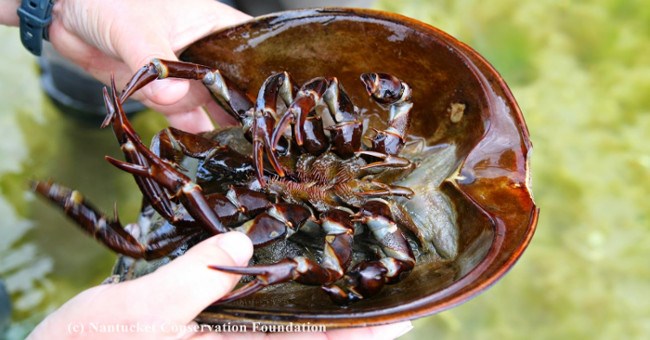 3 "thủy quái" đã tồn tại trên đời trước cả khi khủng long xuất hiện