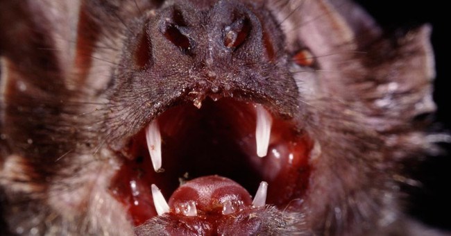 Dơi "ma cà rồng" huyền thoại và những sự thật chắc chắn bạn chưa biết