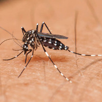 Điều gì sẽ xảy ra Trái đất không còn muỗi?