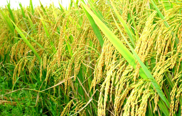 Những loại cây lương thực chính của thế giới