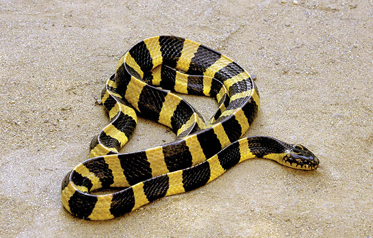 Rắn cạp nong cực độc nhưng đầu lại có hình dạng giống loài rắn không độc.