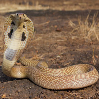 Cách phân biệt rắn độc và rắn không độc