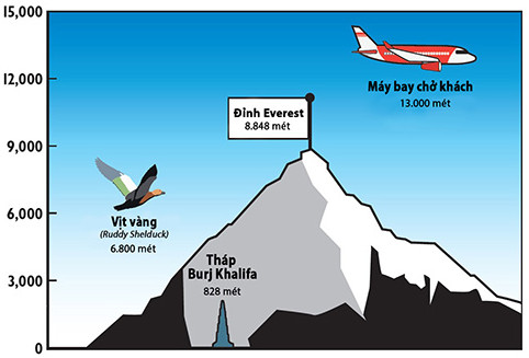 Vịt vàng phải bay vượt núi Himalaya vào mùa xuân để đến được vùng đất sinh sản của chúng. 