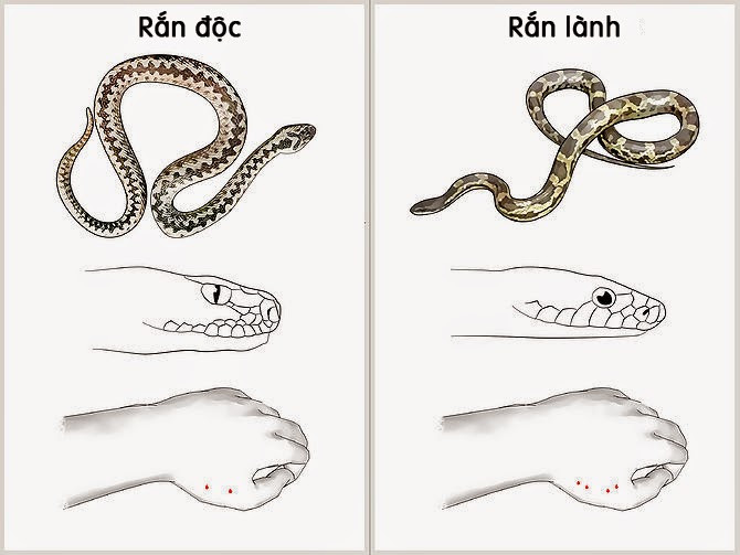 Nếu là rắn độc thì nhất định có một vết răng hoặc hai vết răng của răng độc.