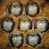 Tìm ra "bí mật" khiến ong mật thành ong chúa