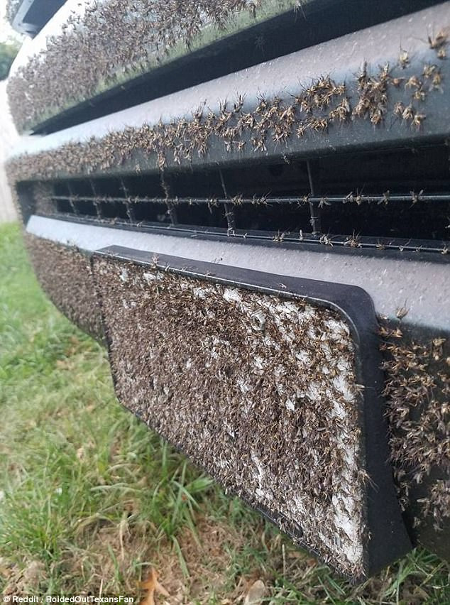 Bão Harvey vừa tan, xuất hiện đàn muỗi hàng triệu con 