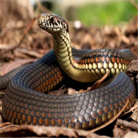 Thực hư chuyện loài rắn thường bị mù mắt vào mùa hè