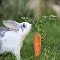Sự thực về quan niệm thỏ thích ăn cà rốt