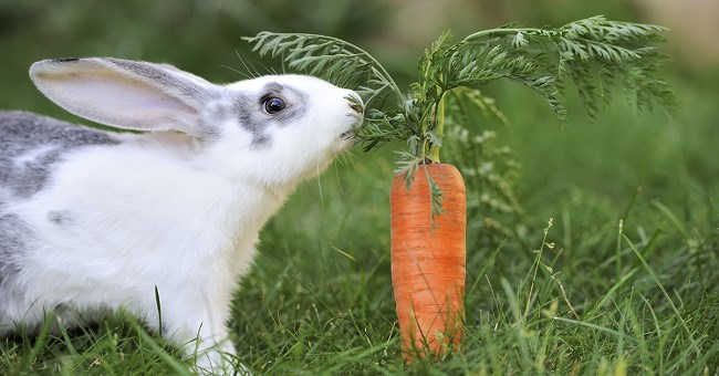 Sự thực về quan niệm thỏ thích ăn cà rốt