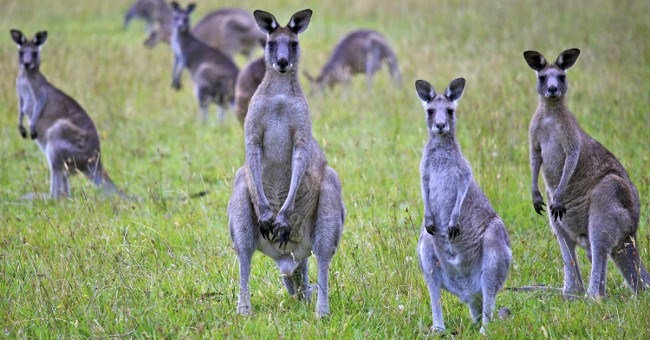 Australia kêu gọi người dân ăn thịt kangaroo