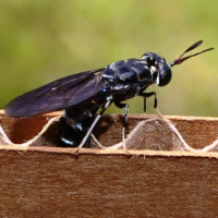 Tận dụng… ruồi, muỗi trong nghiên cứu khoa học