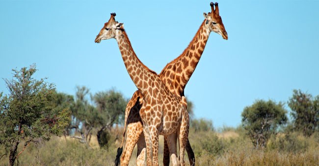 Tại sao cổ của hươu cao cổ lại dài? Lý do khiến bạn rất bất ngờ