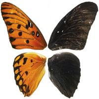Phát hiện gene kiểm soát màu sắc, hoa văn trên cánh bướm