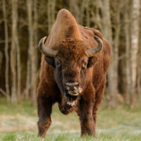 Cảnh sát Đức bắn chết bò quý hiếm 250 năm thấy 1 lần