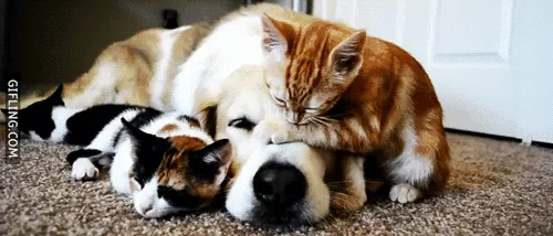 Chó hay mèo yêu con người hơn? Đã có kết luận chính thức từ khoa học!