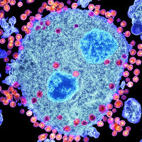 Đột phá: Phát hiện ra kháng thể mới có thể tiêu diệt 99% chủng virus HIV