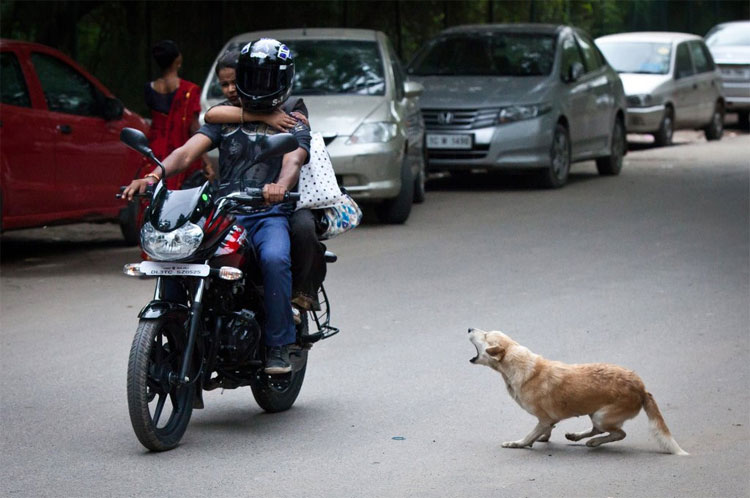 Bệnh dại ở Ấn Độ: Cuộc chiến khốc liệt không hồi kết