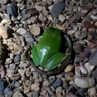 Video: Ếch cây xanh nuốt chửng rắn trong hai phút