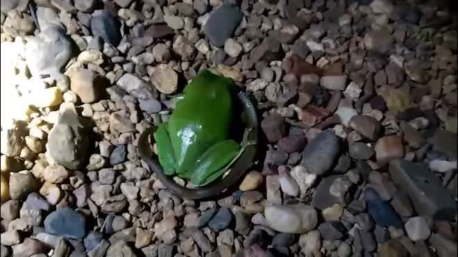 Ếch cây xanh "xử đẹp" con rắn nhanh chóng.