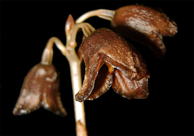 Phát hiện một loài 