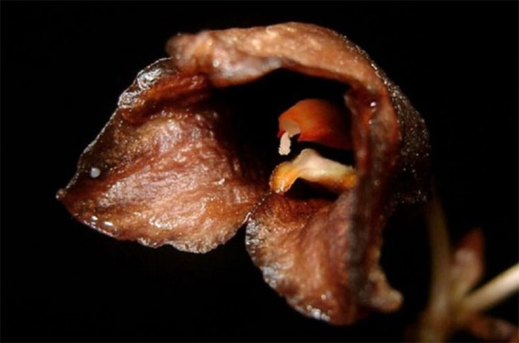 Hình ảnh trúc lan Gastrodia.