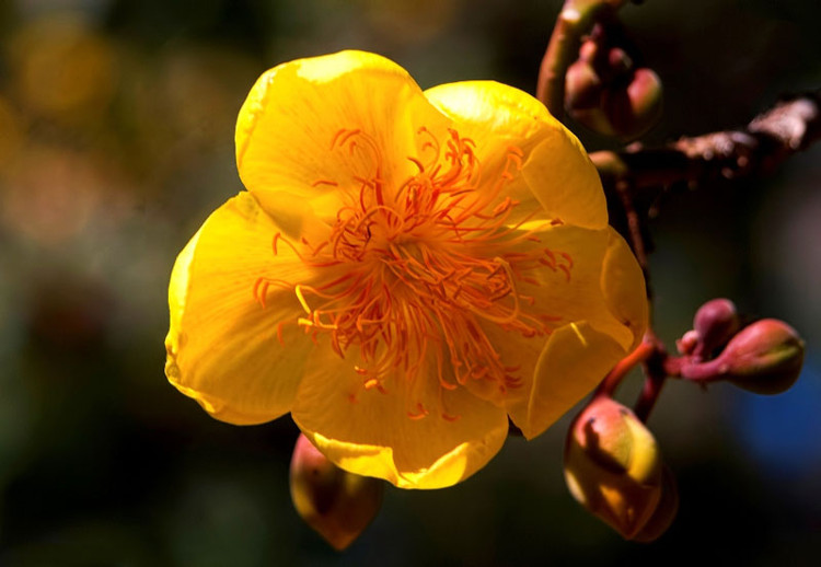 Hoa thường nở hoa từ tháng 2-4 khi các lá đã rụng và kết quả từ tháng 3-6.