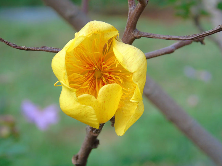 Cây thường được nhân giống bằng hạt, chiết cành, giâm hom.