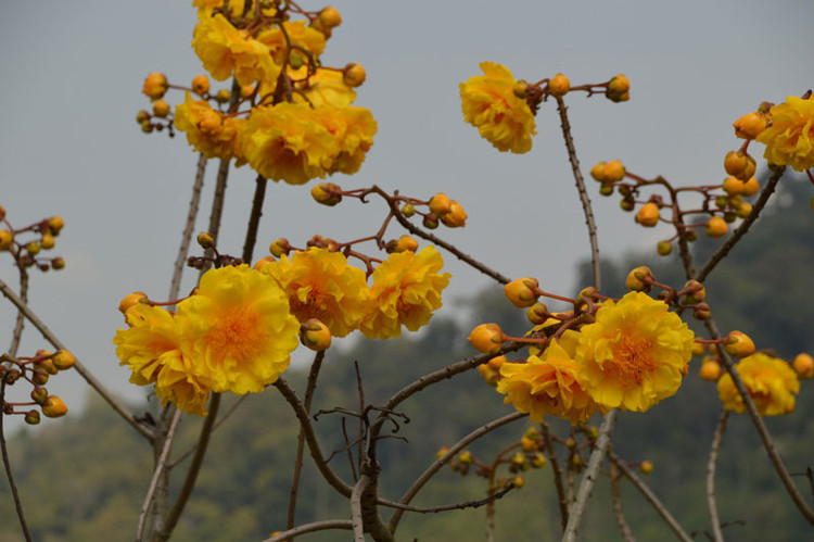 Mai hoa đăng - loài hoa đẹp gây 