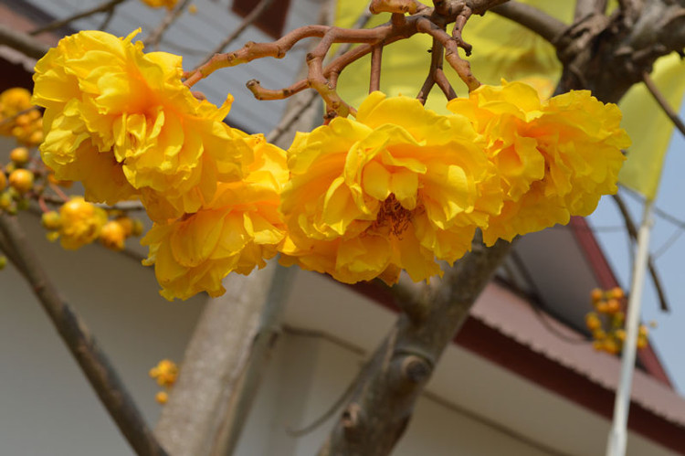 Mai hoa đăng - loài hoa đẹp gây 