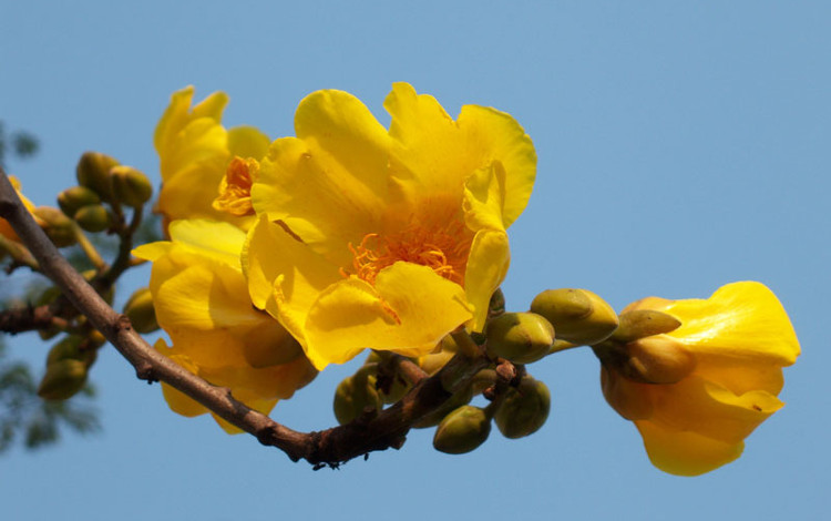Mai hoa đăng - loài hoa đẹp gây 
