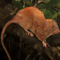 Chuột dài nửa mét có thể cắn vỡ vỏ quả dừa