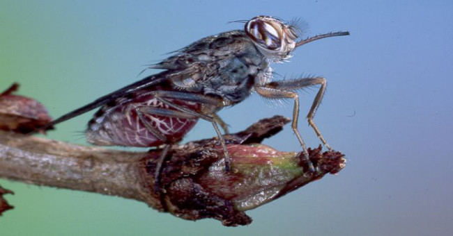 Phát hiện ra cơ chế hút, truyền bệnh chết người của ruồi xê xê - KhoaHoc.tv